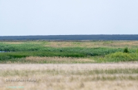 Пруд на балке Тущысай. Июнь 2025 года