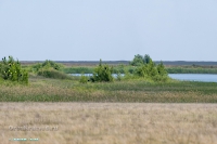 Пруд на балке Тущысай. Июнь 2025 года