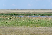 Пруд на балке Тущысай