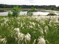 Озеро Лебяжье