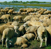 Акбулакский район