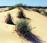 Кумакские пески