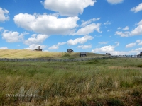 Саракташский район