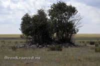 Старое кладбище близ реки Кийма. Июль 2012 года