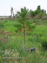 Необычный придорожный памятник. Июль 2012 года