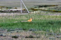 Природа Оренбуржья