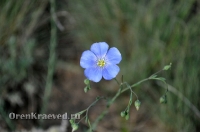 Природа Оренбуржья