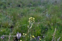 Природа Оренбуржья