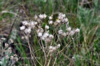 Природа Оренбуржья