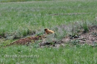 Природа Оренбуржья