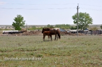 Природа Оренбуржья