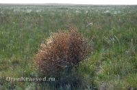 Природа Оренбуржья