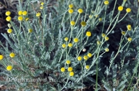 Природа Оренбуржья