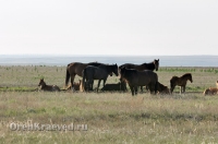 Природа Оренбуржья