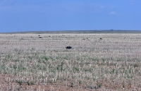 Природа Оренбуржья