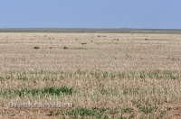 Природа Оренбуржья