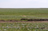 Природа Оренбуржья