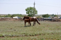 Природа Оренбуржья