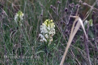 Природа Оренбуржья