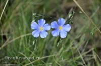 Природа Оренбуржья