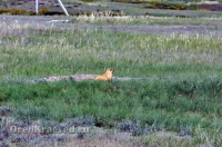 Природа Оренбуржья