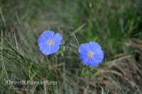 Природа Оренбуржья