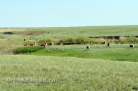 Природа Оренбуржья