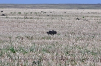 Природа Оренбуржья