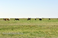 Природа Оренбуржья