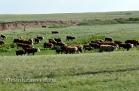 Природа Оренбуржья