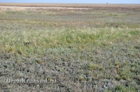 Природа Оренбуржья