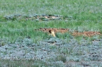 Природа Оренбуржья