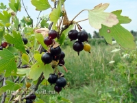 Природа Оренбуржья