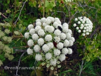 Природа Оренбуржья