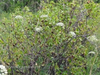 Природа Оренбуржья