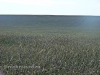 Природа Оренбуржья