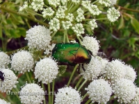 Природа Оренбуржья