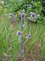 Природа Оренбуржья