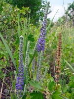 Природа Оренбуржья