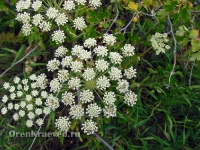 Природа Оренбуржья