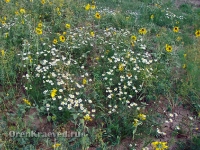 Природа Оренбуржья