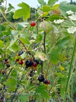 Природа Оренбуржья