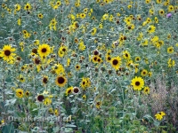 Природа Оренбуржья