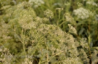 Природа Оренбуржья