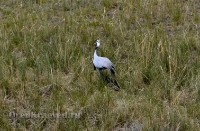 Природа Оренбуржья