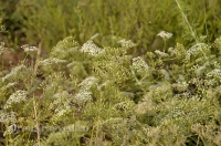 Природа Оренбуржья