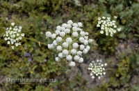 Природа Оренбуржья