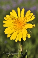 Природа Оренбуржья