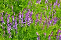 Природа Оренбуржья