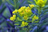 Природа Оренбуржья